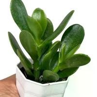 ราคา Crassula ovata ต้นคลาสซูล่าหรือที่รู้จักกันทั่วไปในชื่อ ต้นใบเงิน (Jade plant) กุหลาบหิน ไม้อบน้ำ ขนาด 2 นิ้ว (1732180802405827732)