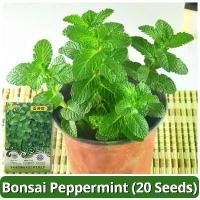 ราคา เมล็ดพันธุ์ สะระแหน่ เมล็ดสะระแหน่ บรรจุ 20 เมล็ด Bonsai Peppermint Seeds Fresh Edible Mint Plant Herbs Seeds เมล็ดดอกไม้ พืชไล่ยุง ผักสวนครัว เมล็ดพันธุ์ผัก เมล็ดบอนสี บอนสีหายา (1731452145757555111)