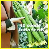 ราคา เมล็ดพันธุ์ บวบหอมยาว Long Luffa Seed - งอกง่าย 40เมล็ด/ซอง บวบหอม สายฟ้า High Yield Luffa Seeds for Planting Vegetables Plant Seed F1 เมล็ดพันธุ์ บวบ เมล็ดพันธุ์ลูกผสม เมล็ดพันธ (1731436808275069061)