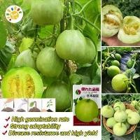 ราคา หวานกรอบ เมล็ดพันธุ์ เมล่อนแอปเปิล Crispy Sweet Japanese Melon Seeds เมล็ดพันธุ์เมล่อนแอปเปิล เมล็ดเมล่อนแอปเปิ้ล เมล็ดแอปเปิ้ลเมล่อน Honey Melon Fruit Seeds for Planting Fruit P (1732002183195888611)
