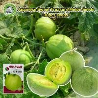 ราคา [ปลูกง่าย/COD] ? สินค้าดี มีคุณภาพ - หวานกรอบ เมล็ดพันธุ์ เมล่อนแอปเปิล Crispy Sweet Japanese Melon Seeds เมล็ดพันธุ์เมล่อนแอปเปิล เมล็ดเมล่อนแอปเปิ้ล เมล็ดแอปเปิ้ลเมล่อน Honey M (1731199626075670207)