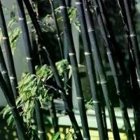 ราคา ปลูกง่าย โตไว ไผ่ซางหม่นแท้ ถูกที่สุด เมล็ดพันธุ์ไผ่ซางหม่น 50 เมล็ด Moso Bamboo Phyllostachys Seeds มล็ดซางหม่น ไผ่ซางหม่น ซางหม่น ไผ่เดี่ยวสารสกัดจากไผ่ไผ่พืชเศรษฐกิจสายพันธุ์ไ (1732092912696003341)