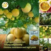 ราคา เมล็ดพันธุ์เสาวรส เมล็ดพันธุ์ เสาวรสหวาน เมล็ดพันธุ์ เสาวรสสีเหลือง (50เมล็ด/ซอง) Red & Yellow Golden Passion Fruit Seeds for Planting Sweet and Juicy Passion Fruit Plants Seeds (1732027075332180749)