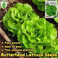 ราคา 500 Pcs/pack เมล็ดพันธุ์ ผักสลัด บัตเตอร์คลั้น High Germination Butterhead Lettuce Seeds for Planting Vegetable Plant Seeds Salad Leafy Lettuce Seeds for Hydroponics Vegetables S (1732064136847460418)