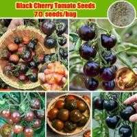ราคา 70pcs Black Cherry Tomato Seeds for Planting เมล็ดพันธุ์มะเขือเทศเชอรี่ สีดำ Organic Vegetable Seeds Heirloom Black Opal Cherry Tomato Seeds Tomato Plants Seeds Vegetable Plant ม (1732063967482710082)