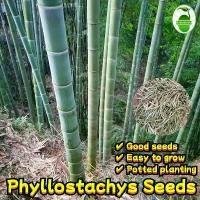 ราคา ปลูกง่าย โตไว ไผ่ซางหม่นแท้ ถูกที่สุด เมล็ดพันธุ์ไผ่ซางหม่น 50 เมล็ด Moso Bamboo Phyllostachys Seeds มล็ดซางหม่น ไผ่ซางหม่น ซางหม่น ไผ่เดี่ยวสารสกัดจากไผ่ไผ่พืชเศรษฐกิจสายพันธุ์ไ (1731975406451591949)