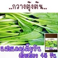 ราคา เมล็ดพันธุ์ กวางตุ้งต้น 500เมล็ด Plant seeds (1730302996411681761)