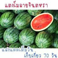 ราคา เมล็ดพันธุ์ แตงโม จินตหรา 22 เมล็ด Plant seeds (1730303162434948065)
