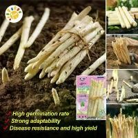 ราคา เมล็ดหน่อไม้ฝรั่ง หน่อไม้ฝรั่งม่วง หน่อไม้ฝรั่งขาว Sweet Asparagus Seeds for Planting Bonsai Vegetable Plant Seeds Asparagus Vegetables Seeds for Gardening เมล็ดพันธุ์ หน่อไม้ฝรั (1731996599156313059)