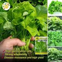 ราคา Round Leaf Green Amaranth Seeds Organic Vegetable Seeds for Planting Malabar Spinach Seed ผักออร์แกนิก เมล็ดพันธุ์ผัก เมล็ดพันธุ์แท้ เมล็ดพันธุ์พืช พันธุ์ผัก เมล็ดพันธุ์ ผักปลังแ (1732006401057393635)