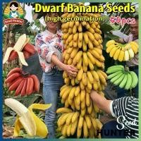 ราคา เมล็ดพันธุ์ กล้วยแคระ Mixed Banana Seeds 50 เมล็ด/แพ็ค สีผสม ของแท้ 100% ปลูกง่าย อัตรางอกสูง Dwarf Banana Tree Plant Fruit Seeds กล้วยแดงอินโด กล้วยฟอริด้า เมล็ดกล้วยด่าง พันธุ์ (1732183151607384765)