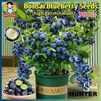 ราคา เมล็ดพันธุ์ ต้นบลูเบอร์รี่ บลูเบอร์รี่ เมล็ดบลูเบอร์รี่ 30 เมล็ด Blueberry Seeds Blueberry Plant Fruit Seed เมล็ดพันธุ์ผลไม้ พันธุ์ไม้ผล ต้นไม้แคระ ต้นไม้ผล เมล็ดผลไม้ ต้นผลไม้ บ (1732181308745353917)