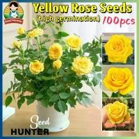 ราคา เมล็ดพันธุ์ ดอกกุหลาบ สีเหลือง เมล็ดกุหลาบเหลือง กุหลาบหอม Yellow Rose Flower Seed 100เมล็ด/แพ็ค ของแท้ 100% ปลูกง่าย อัตรางอกสูง ดอกกุหลาบปลูก Yellow Rose Plant Seeds เมล็ดดอกไม (1732181613938838205)