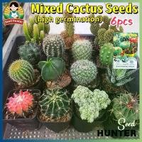ราคา เมล็ดพันธุ์ กระบองเพชร คละสี บรรจุ 100 เมล็ด กระบองเพชรถูกๆ Mixed Cactus Plant Seeds กระบองเพชรจิ๋ว เมล็ดดอกไม้ ถังทอง แคคตัส บอนสีราคาถูก เมล็ดบอนสี ต้นไม้มงคล บอนสี ดอกไม้ปลูกส (1732174932570376893)