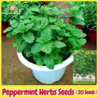 ราคา เมล็ดพันธุ์ สะระแหน่ เมล็ดสะระแหน่ บรรจุ 20 เมล็ด Bonsai Peppermint Seeds Fresh Edible Mint Plant Herbs Seeds เมล็ดดอกไม้ พืชไล่ยุง ผักสวนครัว เมล็ดพันธุ์ผัก เมล็ดบอนสี ต้นไม้มงค (1731624087854810583)