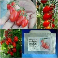 ราคา เมล็ดพันธุ์ มะเขือเทศ ดอลเซ่วีต้า (Dolce Vita Tomato F1 Seed) บรรจุ 10 เมล็ด คุณภาพดี ของแท้ 100% (1729577613055396124)