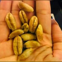 ราคา [COD] 10 เมล็ด เมล็ดพันธุ์ Home Seed อินทผาลัม (Date palm) จากต้นเพาะเนื้อเยื้อ สายพันธุ์ บาฮี เหลืองใหญ่ (1732351537361094252)