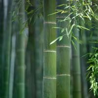 ราคา [พร้อมส่ง] เมล็ดพันธุ์ ไผ่โมโซ ไผ่หนังจีน ไผ่ญี่ปุ่น moso bamboo seed 30 เมล็ด เมล็ดพันธุ์จาก อังกฤษ (1732180748129306220)