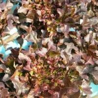 ราคา ♪เมล็ดผักเรดโอ๊ค 100เมล็ด (อัตราการงอก99%) - Red Oak Lettuce Seed เรด โอ๊ค เมล็ดนำเข้า คุณภาพสูง เรดโอ๊ค เมล็ดพันธุ์ผัก✷ (1732425246535550890)