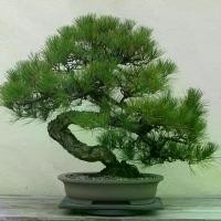 ราคา จัดส่งในกรุงเทพฯ 25 เมล็ดพันธุ์ Bonsai Seeds เมล็ด สนดำญี่ปุ่น สนญี่ปุ่น บอนไซ JAPANESE BLACK PINE Seed อัตราการงอก 80-85% (1732268334952187365)