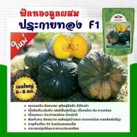 ราคา เมล็ดฟักทอง ประกายทอง ตราศรแดง ขนาด100กรัม East-West Seed เมล็ดพันธุ์ฟักทอง เมล็ดฟักทองประกายทอง เมล็ดพันธุ์ผัก ศรแดง (1729930160449096261)