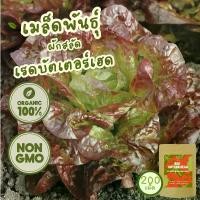 ราคา เมล็ดพันธุ์ ผักสลัด เรดบัตเตอร์เฮด 100% ออร์แกนิค Non-GMO พรีเมี่ยม (Red Butterhead Organic Lettuce Seed) 200 เมล็ด (1731826010308250503)