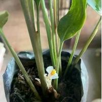 ราคา ไม้หัวดอกทองเขมร ว่านมหาเสน่ห์ ถุง150บาท super seed ปลูก ไผ่ (1732074625788905435)