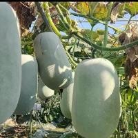 ราคา เมล็ดพันธุ์ฟักหอม Giant Pink Skin Winter Melon Seeds Wax Gourd Seed Organic Vegetable Seeds เมล็ดพันธุ์ฟักหอมหรือฟักป้อม (1731697513667987020)