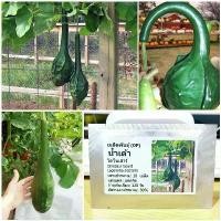 ราคา เมล็ดพันธุ์ น้ำเต้าไดโนเสาร์ (Dinosaur Gourd Seed) บรรจุ 10 เมล็ด คุณภาพดี ราคาถูก ของแท้ 100% (1729602399998806300)