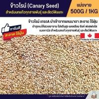 ราคา VEDBMI ข้าวไรย์ Canada Canary Seed อาหารนกแก้ว และสัตว์พันแทะ ข้าวไรน์บำรุงให้ขนสวย มันเงา (แบ่งขาย 250G / 500G / 1KG) ขายดี (1732191518903994195)
