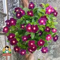 ราคา พร้อมส่งจากไทย เมล็ดพันธุ์ แพงพวย หอยขม แพงพวยคละสี ดอกแพงพวย Mixed Periwinkle Seeds Vinca Flower Seed 100เมล็ด/แพ็ค ของแท้ 100% ปลูกง่าย อัตรางอกสูง แพงพวยไทย เมล็ดแพงพวย เมล็ดด (1732326062501234597)