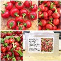 ราคา เมล็ดพันธุ์ พริกตุ้มจิ๋ว Thai Cherry Hot Pepper Seed บรรจุ 50 เมล็ด (1729582829410945308)