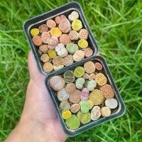 ราคา ไลทอปพอตเหลี่ยมดำ 7 cm lithops pot mix (1732262719523752218)