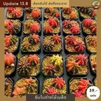 ราคา [ Update 13.8 ] Pot ยิมโนด่างเพาะเมล็ด ไซส์กระถาง 2“ เลือกต้นได้ cactus & succulent (1732103261242362473)