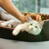 ราคา 【COD/จัดส่งตลอด 24】ลูกกรอกแมว แมวและสุนัขสากล Pet House Thicken Sponge Pad รังเตียงที่ถอดออกได้ซัก Pet Supplies ฤดูหนาวอบอุ่น Moistureproof Pad สุนัขขนาดเล็กนิสัยรัง (1731374171392214838)