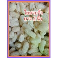ราคา ใยบวบ ใยบวบจิ๋ว ขนาด 2-2.5 นิ้ว คละ ใยบวบลูกเล็ก ใยบวบขัดตัว ใยบวบขัดหน้า ใยบวบขัดผิว Small Loofah Sponge (1729545506156809191)