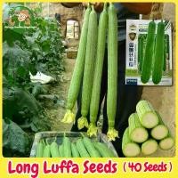 ราคา เมล็ดพันธุ์ใยบวบยาว บรรจุ 40เมล็ด Long Luffa Seed Organic Vegetable Seeds for Planting Loofah Sponge เมล็ดใยบวบยาว บวบหอมยาว เมล็ดพันธุ์ OP แท้ ผักออร์แกนิก F1 เมล็ดพันธุ์ผัก เมล (1731909085786835967)