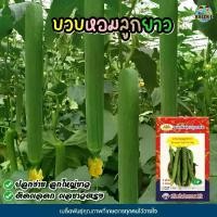 ราคา เมล็ดบวบหอมลูกยาว Sponge Gourd Long ตราภูเขาทอง เมล็ดพันธุ์บวบหอม เมล็ดบวบหอม เมล็ดพันธุ์ผัก เมล็ดพันธุ์พืช เมล็ดผักสวนครัว (1732159800032462405)