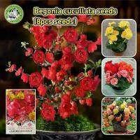 ราคา ดอกซ้อน Mixed Colors Malus Spectabilis Flower Seeds for Planting Garden Decor Flowering Plants Seeds ต้นบีโกเนีย Begonia กุหลาบบีโกเนีย หรือ กุหลาบนางฟ้า ชื่อท้องถิ่น ส้มกุ้ง ก้า (1731444191703632005)