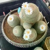 ราคา เลนต้า "Big Size" Mammillaria Lenta ไม้เมล็ด แคคตัส Craft Cactus (ส่งถอดกระถาง) (1731131111972571443)