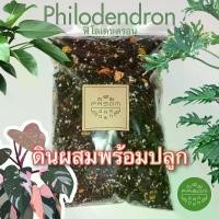 ราคา ดินผสมสูตร 5 - ฟิโลเดนดรอน พลู อิพิ - Philodendron , Epipremnum (Potting mix ready to use) ดินผสมพร้อมใช้ ดินปลูกต้นไม้ Soil Mix (1729606218224798637)