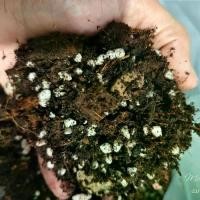 ราคา วัสดุปลูกกวักมรกต สูตร2 วัสดุปลูกผสมพร้อมใช้งาน วัสดุปรุงสำเร็จ Mixed Soil เหมาะสำหรับกวักมรกต Zamioculcus Zamifolia mixed soil และ ลิ้นมังกร Sansevieria mixed soil (1732277398353577080)