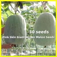 ราคา เมล็ดพันธุ์ฟักหอม Pink Skin Winter Melon Seeds - บรรจุ 30 เมล็ด คุณภาพดี ราคาถูก ของแท้ 100% เมล็ดพันธุ์ฟักหอมหรือฟักป้อม (กลิ่นหอมเหมือนใบเตย) Giant Winter Melon Vegetable Seeds (1731451849445050501)