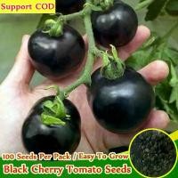 ราคา [Fast Growing] Black Cherry Tomato Seeds for Planting Vegetable（100 Pcs Per Pack）Organic Vegetable Seeds for Gardening มะเขือเทศเชอรี่ สีดำ เมล็ดพันธุ์มะเขือเทศเชอรี่ สีดำ เมล็ดพ (1732063981162104898)