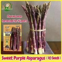 ราคา Sweet Purple Asparagus Seed (10เมล็ด/ซอง) หน่อไม้ฝรั่งม่วง เมล็ดพันธุ์ อัตรางอกสูง Heirloom Asparagus Vegetable Seeds for Gardening Vegetable Plants Seeds for Planting เมล็ดพันธุ (1732092947460623117)