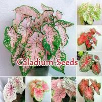 ราคา ปลูกง่าย ปลูกได้ทั่วไทย (100 เมล็ด/ซอง) Assorted Colors Caladium Seeds Thailand Caladium Flower Seeds for Gardening Caladium Plants Seeds กล้วยด่าง เมล็ดดอกไม้ ต้นไม้ด่าง ไม้มงคล (1732027076323478285)