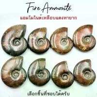 ราคา ฟอสซิล แอมโมไนต์ขัดเงาเหลือบรุ้งโทนแดงเกรด A (Fire Ammonite) มาดากัสการ์ (1731134727984614264)