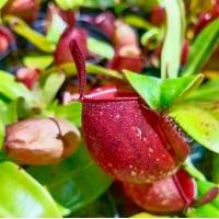 ราคา พืชกินแมลง N.ampullaria (tri color) แอมพลูราเลียไตรคัลเลอร์ ไม้กินแมลง (1729734322206903245)