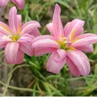 ราคา บัวดินสีชมพูชื่อ Ribbon of Love (1731445752886691082)