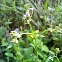 ราคา หญ้าดอกขาว ( Cyanthillium cinereum D (L.) : Dried )ต้น ใบ ราก อบแห้ง (1731364068181445085)